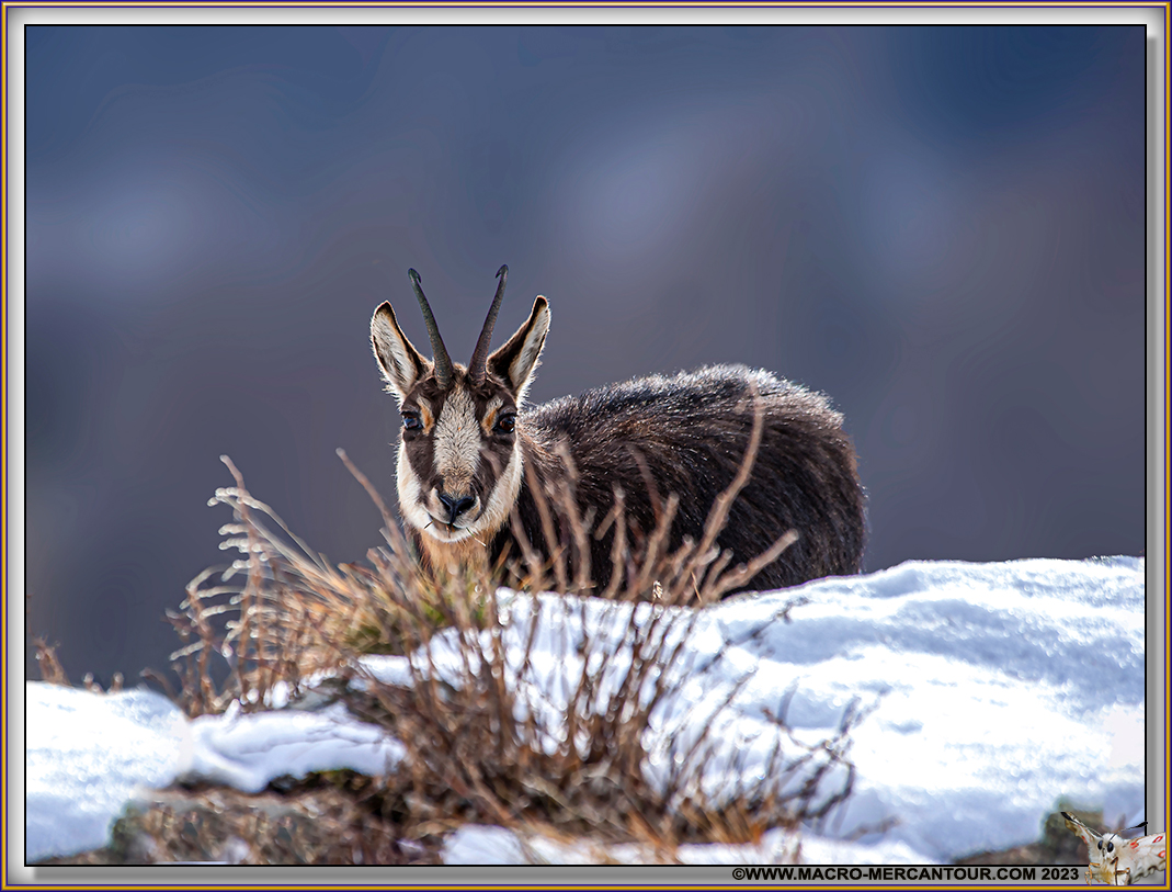Chamois